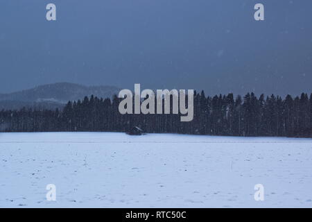 A little hut is standing at the edge of a forest at dusk as snow is falling from the darkening sky. Stock Photo