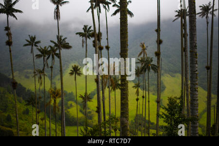 The Cocora Valley (Spanish: Valle de Cocora) is a valley in the department of QuindÌo, just outside the pretty little town of Salento, in the country  Stock Photo