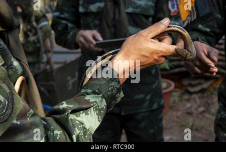A snake bites the finger of a Royal Thai Armed Forces Soldier during exercise Cobra Gold 19 at Phitsanulok, Kingdom of Thailand, Feb 13, 2019. Cobra Gold is one of the largest theater security cooperation exercises in the Indo-Pacific and is an integral part of the U.S. commitment to strengthen engagement in the region. Cobra Gold 19, the 38th iteration of this exercise, emphasizes coordination on civic action, such as humanitarian assistance and disaster relief, seeking to expand regional cooperation and collaboration in these vital areas. Stock Photo