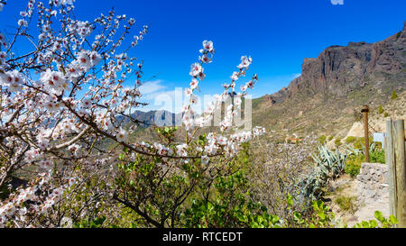 Blossoming almond tree and typical landscape under blue sky of Gran Canaria, Spain Stock Photo