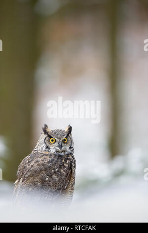 Tiger owl - Great horned owl -  Hoot owl Stock Photo