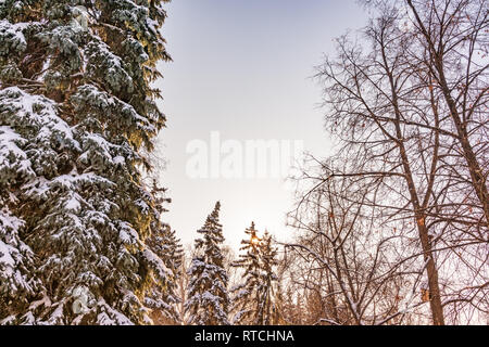 Tops of spruce trees covered with fresh snow on a clear winter day against a blue sky. Spruce forest in winter. Spruce forest under snow. Natural envi Stock Photo