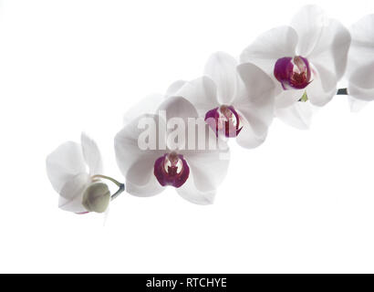 White Phalaenopsis Orchid (Moth Orchid) with pink centre against a white background Stock Photo