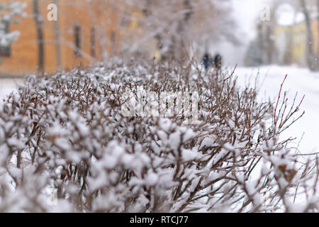 Thorny branches of trimmed bushes are covered with fresh snow. Copy space background Stock Photo