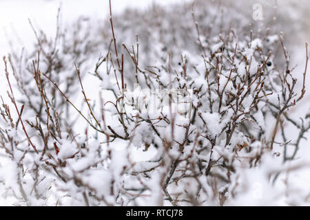 Thorny branches of trimmed bushes are covered with fresh snow. Copy space background Stock Photo