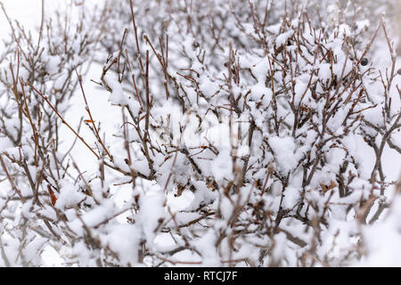 Thorny branches of trimmed bushes are covered with fresh snow. Copy space background Stock Photo