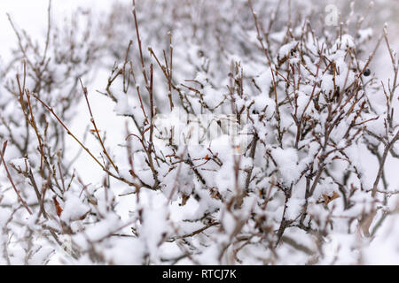 Thorny branches of trimmed bushes are covered with fresh snow. Copy space background Stock Photo