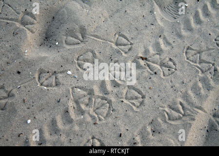 Seabird footprints in the sand Stock Photo