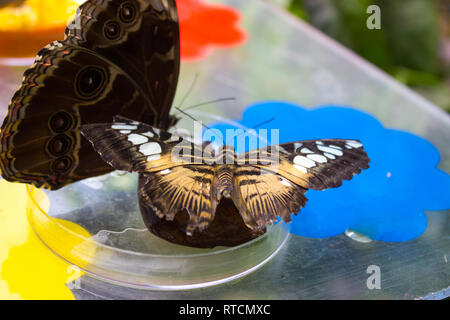 Parthenos sylvia - clipper species of nymphalid butterfly on a glass bowl Stock Photo