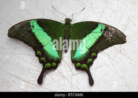 Papilio palinurus, the emerald swallowtail, emerald peacock, green-banded peacock on the desk. Stock Photo