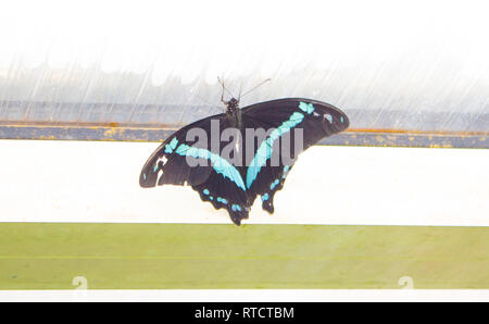 Papilio palinurus, the emerald swallowtail, emerald peacock, blue -banded peacock on the desk. Stock Photo