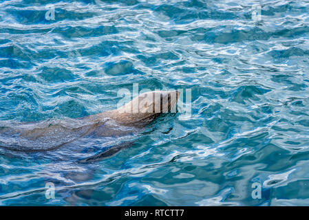 Seals in Hout Bay, Cape Town, South Africa Stock Photo