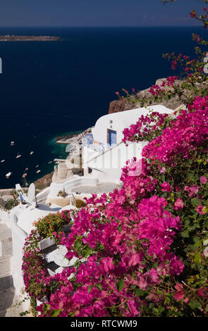 Bougainvillea flowers in full bloom, Malaysia Stock Photo - Alamy