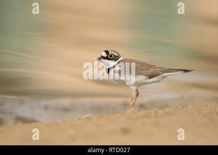 Little ringed plover / Charadrius dubius Stock Photo