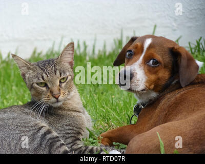 dog and cat taking care of each other Stock Photo