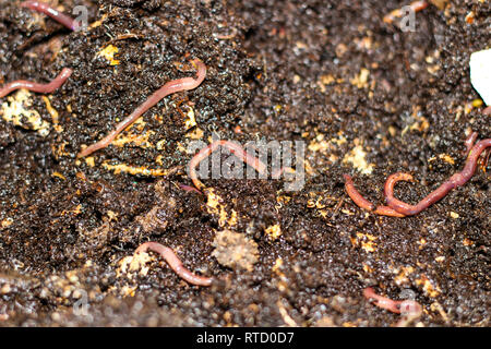 Red worms in compost or manure. Live bait for fishing Stock Photo - Alamy