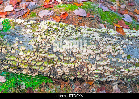 Colorful Tree Fungus on a Forest Log in Algonquin Provincial Park in Ontario Stock Photo
