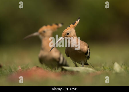 Eurasian hoopoe (Upupa epops) on the grass Stock Photo