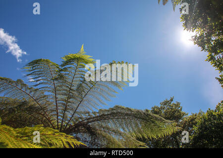 Ferns and trees backlit but the sun on the path to the Franz Josef glacier New Zealand South Island Stock Photo