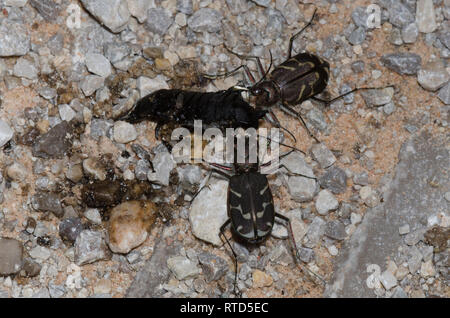 Oblique-lined Tiger Beetles, Cicindela tranquebarica, scavenging on roadkill Stock Photo