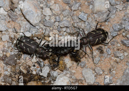 Oblique-lined Tiger Beetles, Cicindela tranquebarica, scavenging on roadkill Stock Photo