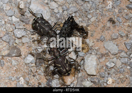 Oblique-lined Tiger Beetles, Cicindela tranquebarica, scavenging on roadkill Stock Photo