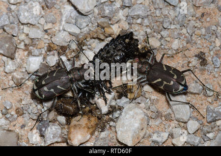 Oblique-lined Tiger Beetles, Cicindela tranquebarica, scavenging on roadkill Stock Photo