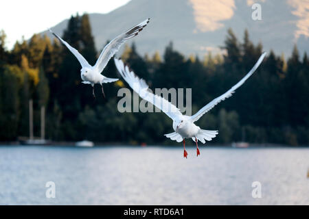Two black billed gulls flying over the harbour in Queenstown, Lake Wakatipu in the sun through stormy clouds, New Zealand South IslandNew Stock Photo