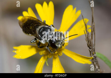 Leafcutter Bee, Megachile sp., on sneezeweed, Heleniuim amarum Stock Photo
