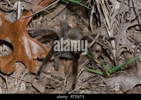 Oklahoma Brown Tarantula, Aphonopelma hentzi, at burrow Stock Photo