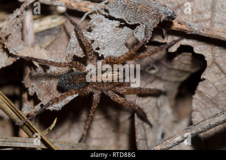 Wolf Spider, Varacosa avara Stock Photo Alamy