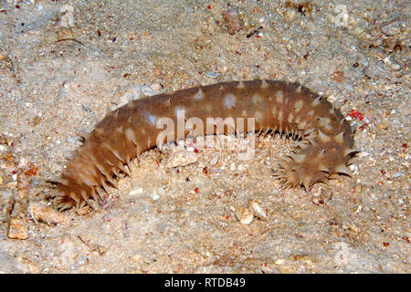 Tiger Tail Sea Cucumber, Holothuria (Mertensiothuria) hilla. Also known as Sausage Sea Cucumber. Uepi, Solomon Islands. Solomon Sea, Pacific Ocean Stock Photo