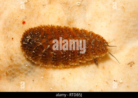 Segmented Scale Worm, Paralepidonotus indicus. Uepi, Solomon Islands Stock Photo