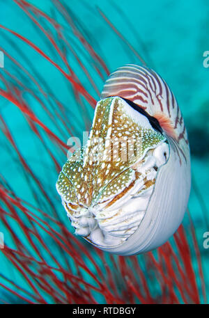 Chambered Nautilus, Nautilus pompilius, swimming in front of red sea fans. Also lnown as a Pearly Nautilus. Uepi, Solomon Islands Stock Photo