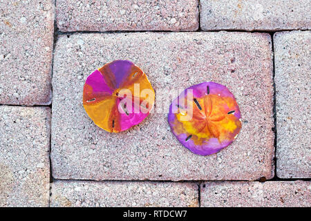Painted sand dollars in Florida, USA. Stock Photo