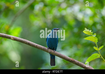 Female Asian Fairy Bluebird ( Irena puella ) perched on tree branch Stock Photo