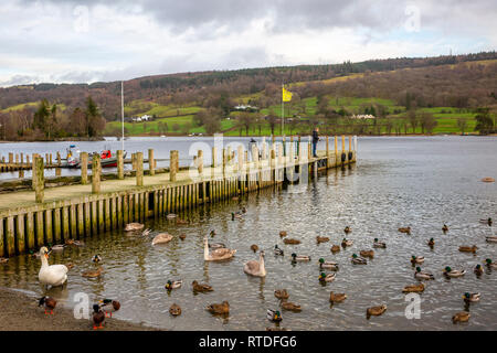 Man fishing off a jetty on Lake Coniston with ducks in the water,lake Coniston,Cumbria,England Stock Photo