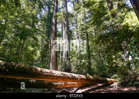 Redwood trees (Sequoia sempervirens) forest, California Stock Photo