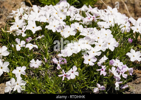 Phlox flowers growing on the trail to Mt Washburn, Yellowstone National Park Stock Photo