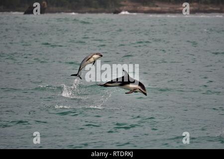 Dusky dolphins (Lagenorhynchus obscurus) breaching in Kaikoura, New Zealand. Stock Photo