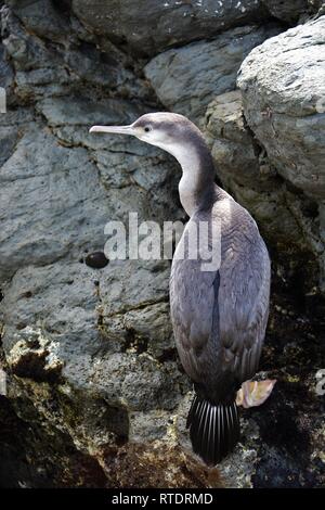 Juvenile Spotted Shag (Stictocarbo punctatus) in New Zealand, March 2018. Stock Photo