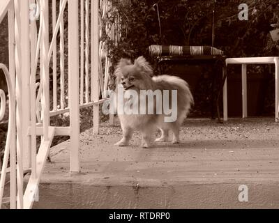 Domestic teacup Pomeranian with golden coat on porch (sepia filter). Stock Photo