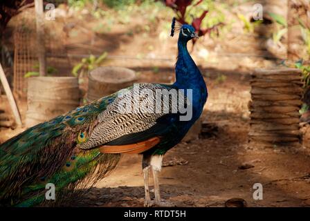 Wild male peacock in Maui, Hawaii. Stock Photo