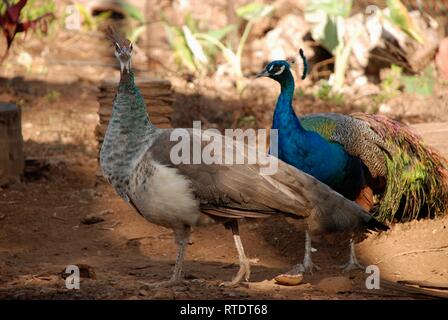 A male and female pair of wild peafowl in Maui, Hawaii. Stock Photo