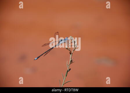 Blue damselfly perched on a twig in Moab, Utah against red clay background. Stock Photo