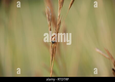 Red lady beetle on wheat stalk. Stock Photo