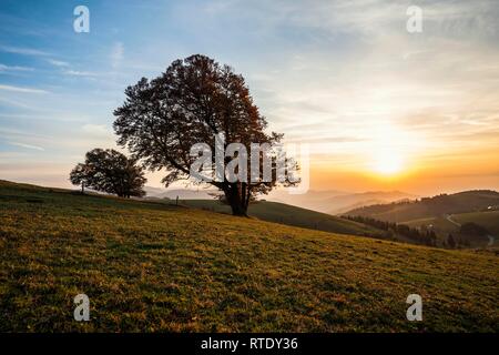 Wood pasture beeches (fagus) in autumn in front of hilly landscape, sunset, Schauinsland, Black Forest, Baden-Württemberg Stock Photo