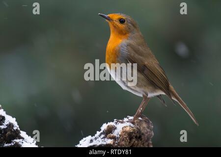 European robin (Erithacus rubecula), sits on a tree stump during snowfall, Emsland, Lower Saxony, Germany Stock Photo