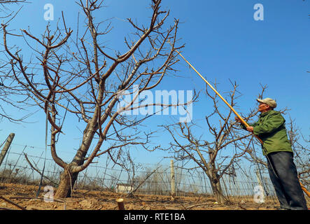 Tangshan, China's Hebei Province. 28th Feb, 2019. A farmer trims cherry tree branches in Dazhangtun Village, Tangshan City, north China's Hebei Province, Feb. 28, 2019. Credit: Liu Mancang/Xinhua/Alamy Live News Stock Photo