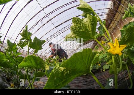 Tangshan, China's Hebei Province. 28th Feb, 2019. A farmer works at a cucumber greenhouse in Dazhangtun Village, Tangshan City, north China's Hebei Province, Feb. 28, 2019. Credit: Liu Mancang/Xinhua/Alamy Live News Stock Photo